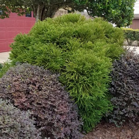National Plant Network Cryptomeria Globosa Nana Grower Shrubs Mfr