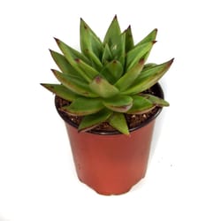 Pope's Assorted 3.5 in Grower Succulent