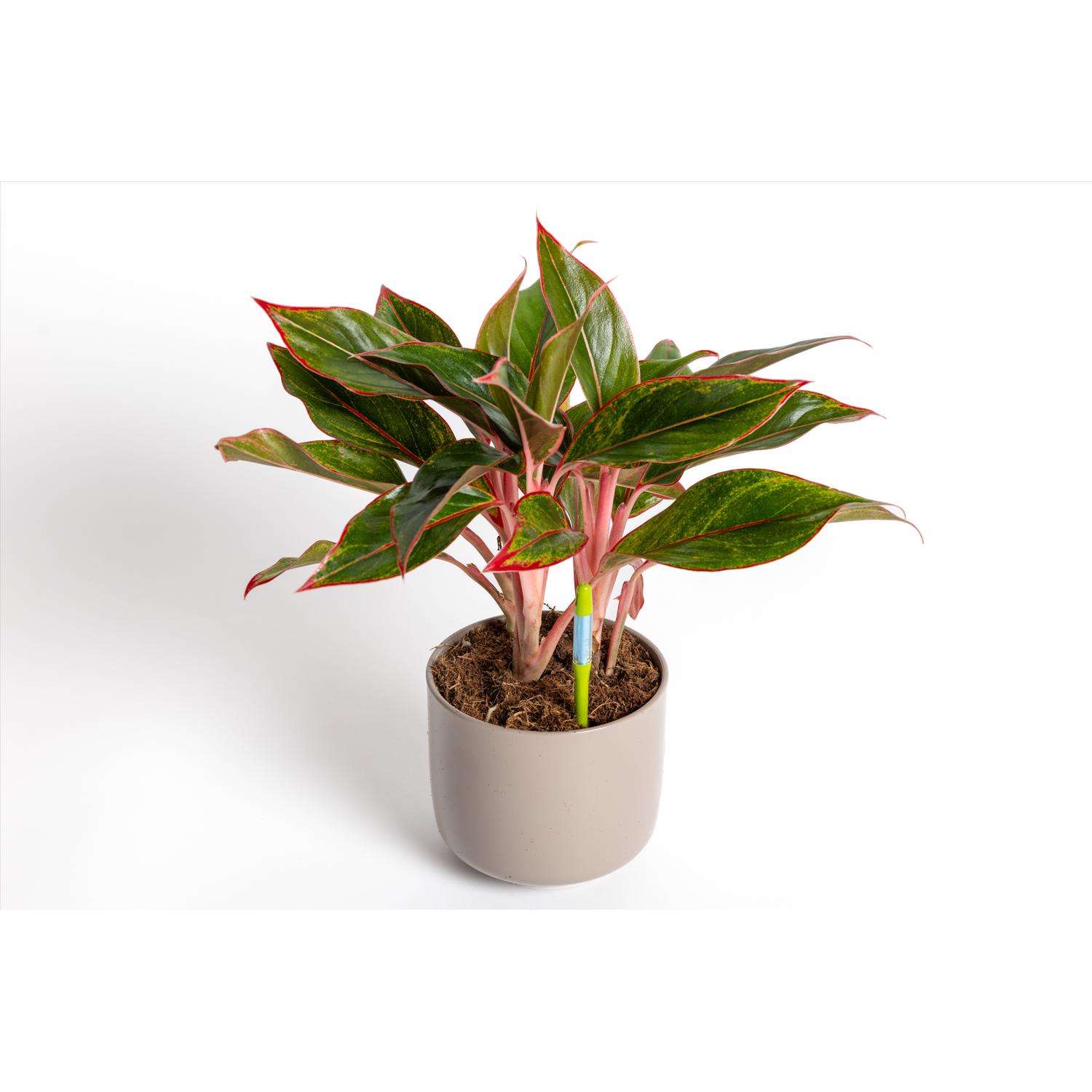 image-10