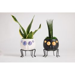 LiveTrends Assorted Hardy Foliage Ceramic House Plant
