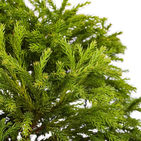 National Plant Network Cryptomeria Globosa Nana Grower Shrubs Mfr