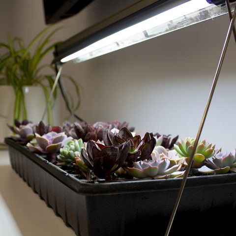 Ferry-Morse Hydroponic Grow Light Kit 24 W Mfr# KLIGHT - Ace Hardware