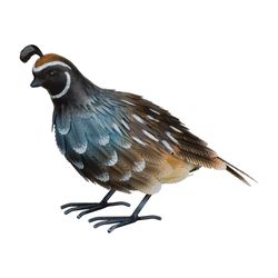 Regal Art & Gift Multicolored Metal 7.75 in. H X 11.25 in. L Quail Male Outdoor Decoration