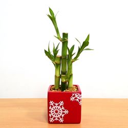 Eve's Garden 10 in. H X 3 in. W X 3 in. D Ceramic Holiday Vase with Lucky Bamboo Stalks Multicolored