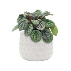 Classic Gardens HC companies 5.9 in. H X 8.25 in. W X 8.25 in. D X 8.25 in. D Ceramic Round Planter