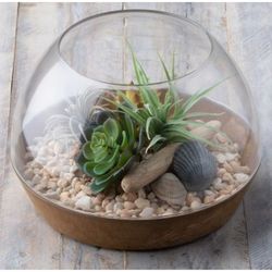 Novelty Artstone 5.7 in. H X 10.2 in. W X 10.2 in. D X 10.2 in. D Resin Napa Terrarium Taupe