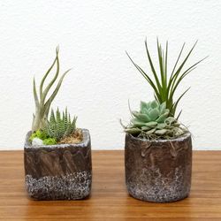 Eve's Garden Ceramic Natural Cement Planter Air Plant and Succulent Multicolored
