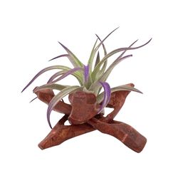 Russell's Bromeliads Multicolored Tripod Decorative Planter Air Plant