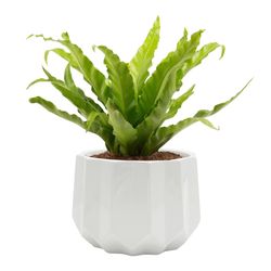 Classic Gardens HC companies 5.9 in. H X 8.25 in. W X 8.25 in. D X 8.25 in. D Ceramic Round Planter
