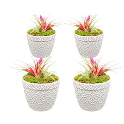 Russell's Bromeliads White 5 in. Garden in Bloom Air Plant
