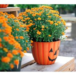 Austram 12 in. H X 12 in. W X 9 in. D Ceramic/Wood Pumpkin Flower Pot Orange