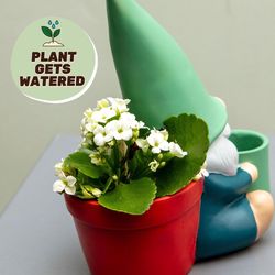 BOXER GIFTS LLC PLANT POT 1 pk