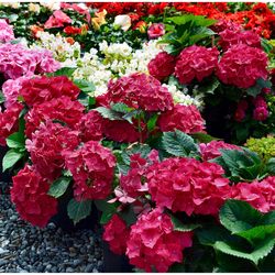 National Plant Network Red Beauty Hydrangea Grower Shrubs