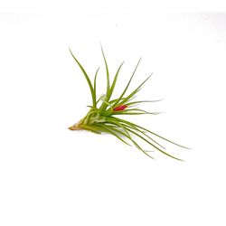 Russell's Bromeliads Green Stricta Grower Air Plant
