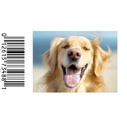 Avanti Press Greeting Cards
