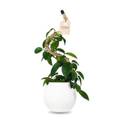 Mossify 30 in. H Brown Coir Pole
