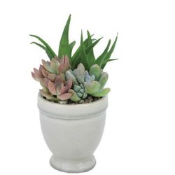Altman Plants Group 3 Assorted Variety Decorative Planter Succulent