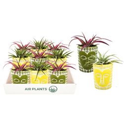 Russell's Bromeliads Counter Display 3 Inch Namaste Pots Air Plant