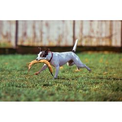 Spot Skinneeez For Dog Orange Plush Extreme Triple Squeak Snake Squeaky Dog Toy Extra Large