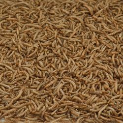 Kaytee Mealworms 17.6 oz