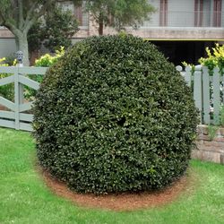 National Plant Network Holly Nellie R. Stevens Grower Shrubs