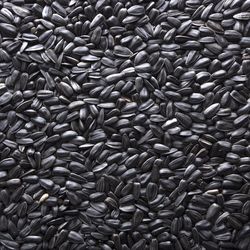 Ace Black Oil Sunflower Seed Wild Bird Food 40 lb
