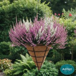 Austram Wire 14 in. H Cone Plant Hanger 1 pk