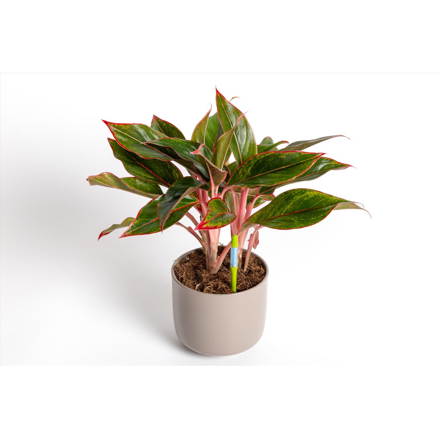 image-5
