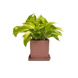 Chive Virago 5 in. D Ceramic Shape D Flower Pot Terracotta