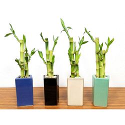 Eve's Garden 12 in. H X 3 in. W X 2 in. D Ceramic Vase with Lucky Bamboo Stalks Assorted