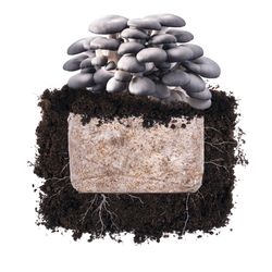 North Spore Plant & Grow Blue Oyster Mushroom Vegetable Plant