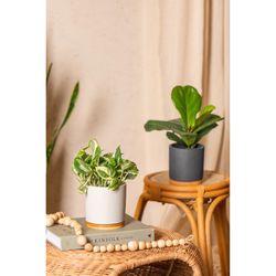 LiveTrends Assorted Foliage House Plant