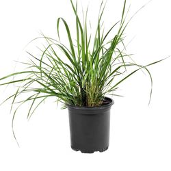 National Plant Network Lemon Grass Grower Annual Plant