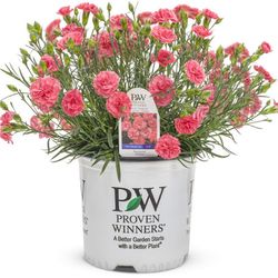 Proven Winners Fruit Punch Dianthus Coral Drop in Pot Perennial Plant