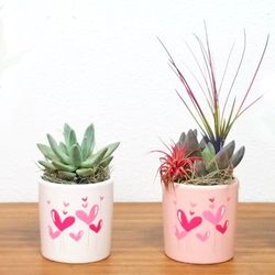 Eve's Garden 9 in. H X 3 in. D Ceramic Heart Balloon Air Plant and Succulent Assorted