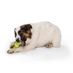 West Paw Zogoflex For Dog Green Plastic Rumpus Chew Dog Toy Small 1 pk
