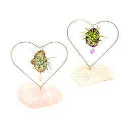 Russell's Bromeliads Quartz Desk Heart Air Plant
