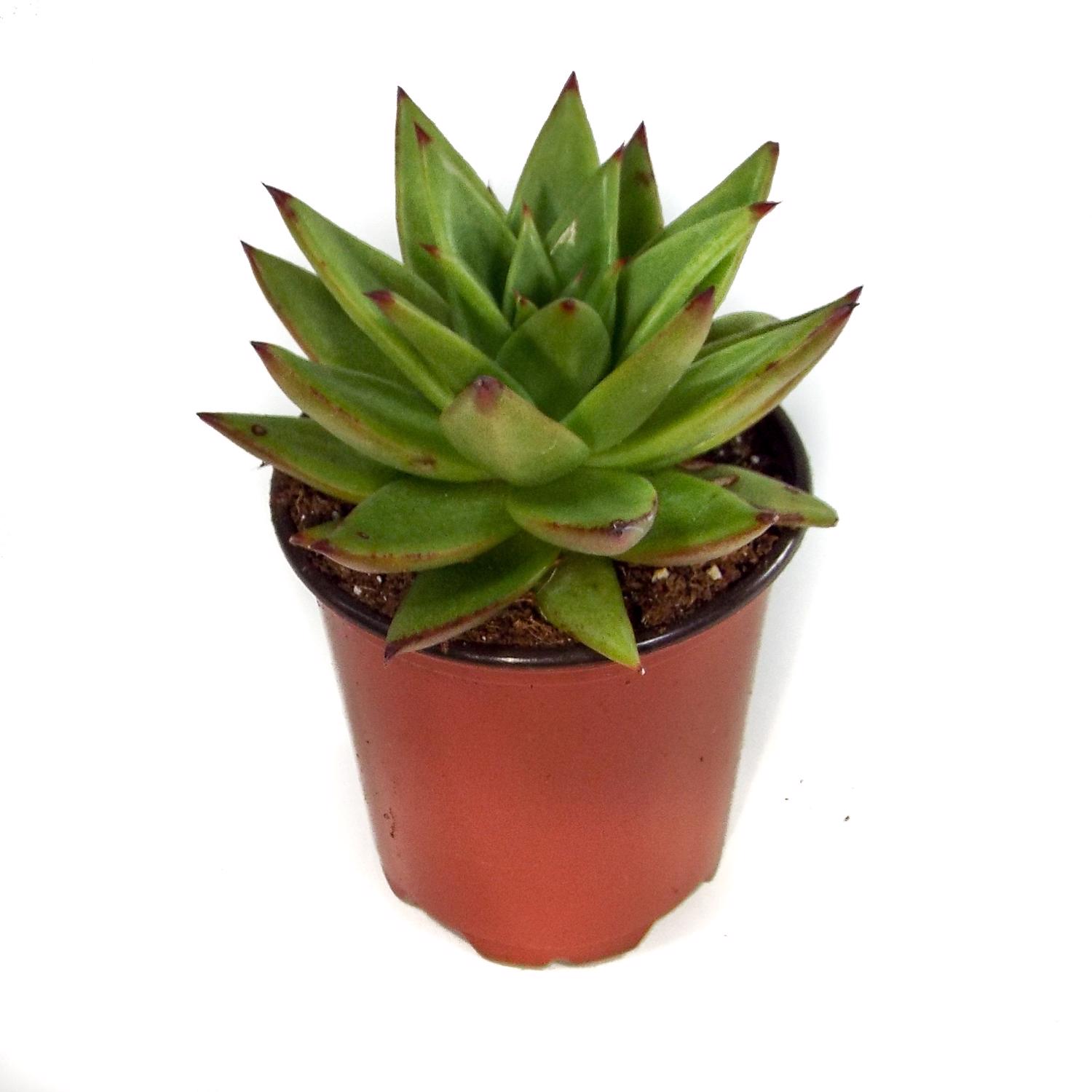 image-1