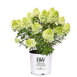 Proven Winners Hydrangea Shrubs