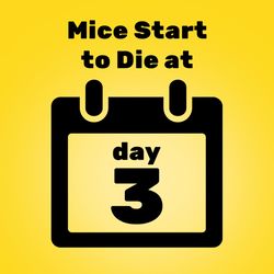 d-CON Bait Station Blocks For Mice