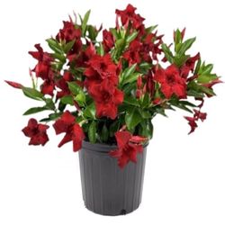 Proven Winners Assorted Tropical Plant