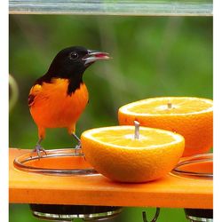 Birds Choice Oriole 2 cups Plastic Bird Feeder