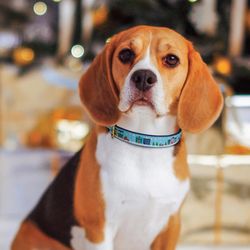 Up Country Blue City Christmas Nylon Dog Collar Small