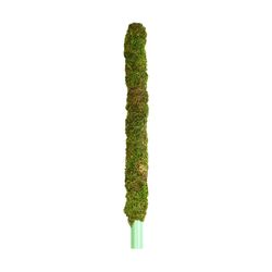 SuperMoss 24 in. H X 2 in. W X 2 in. D Green Moss Plant Support