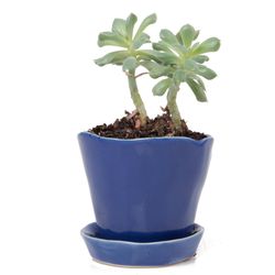 Chive 2.5 in. H X 3 in. W X 3 in. D Ceramic Pot Cobalt