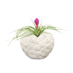 Russell's Bromeliads Blooming Heart Air Plant