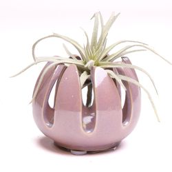 Chive Gideon 2.5 in. D Ceramic Air Plant and Succulent Grassy Mauve