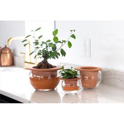 Syndicate Sales 7.35 in. H X 6.5 in. W X 6 in. D X 6 in. D Terracotta Planter Terracotta