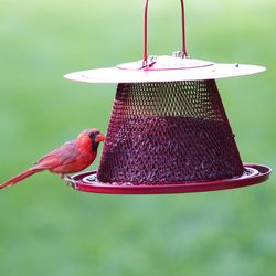 NO/NO Wild Bird Feeders Cardinal 2.5 lb Metal Mesh Bird Feeder 1 ports