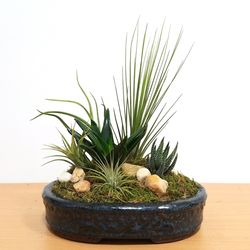 Eve's Garden 8.5 in. H X 8 in. W X 8 in. D Ceramic Dish Garden Air Plant and Succulent Multicolored